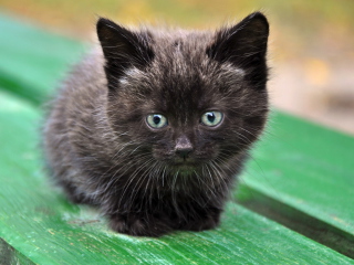 Обои Cute Little Black Kitten 320x240