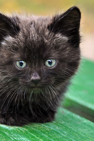 Das Cute Little Black Kitten Wallpaper 320x480
