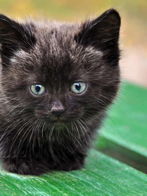 Screenshot №1 pro téma Cute Little Black Kitten 480x640