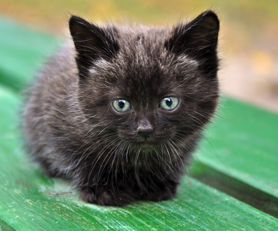 Обои Cute Little Black Kitten 960x800