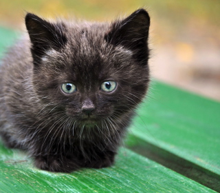 Kostenloses Cute Little Black Kitten Wallpaper für 1024x1024