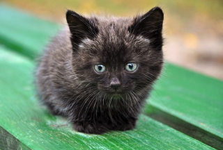 Cute Little Black Kitten Wallpaper for Android, iPhone and iPad