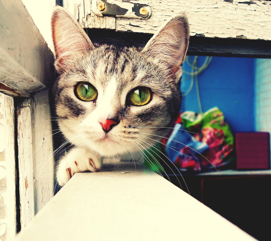 Cute Gray Kitten With Green Eyes wallpaper 1080x960