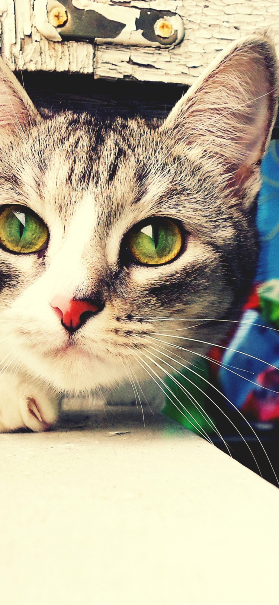 Cute Gray Kitten With Green Eyes wallpaper 1170x2532