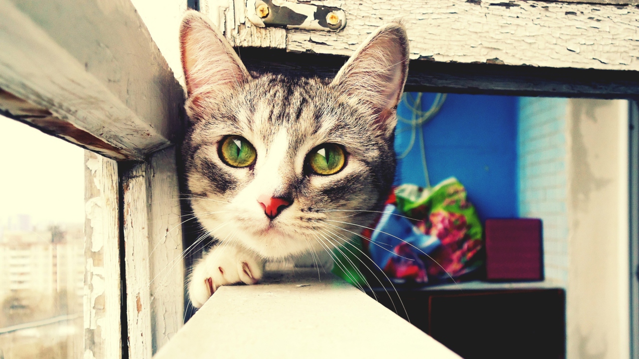 Обои Cute Gray Kitten With Green Eyes 1280x720