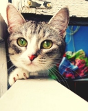 Das Cute Gray Kitten With Green Eyes Wallpaper 128x160