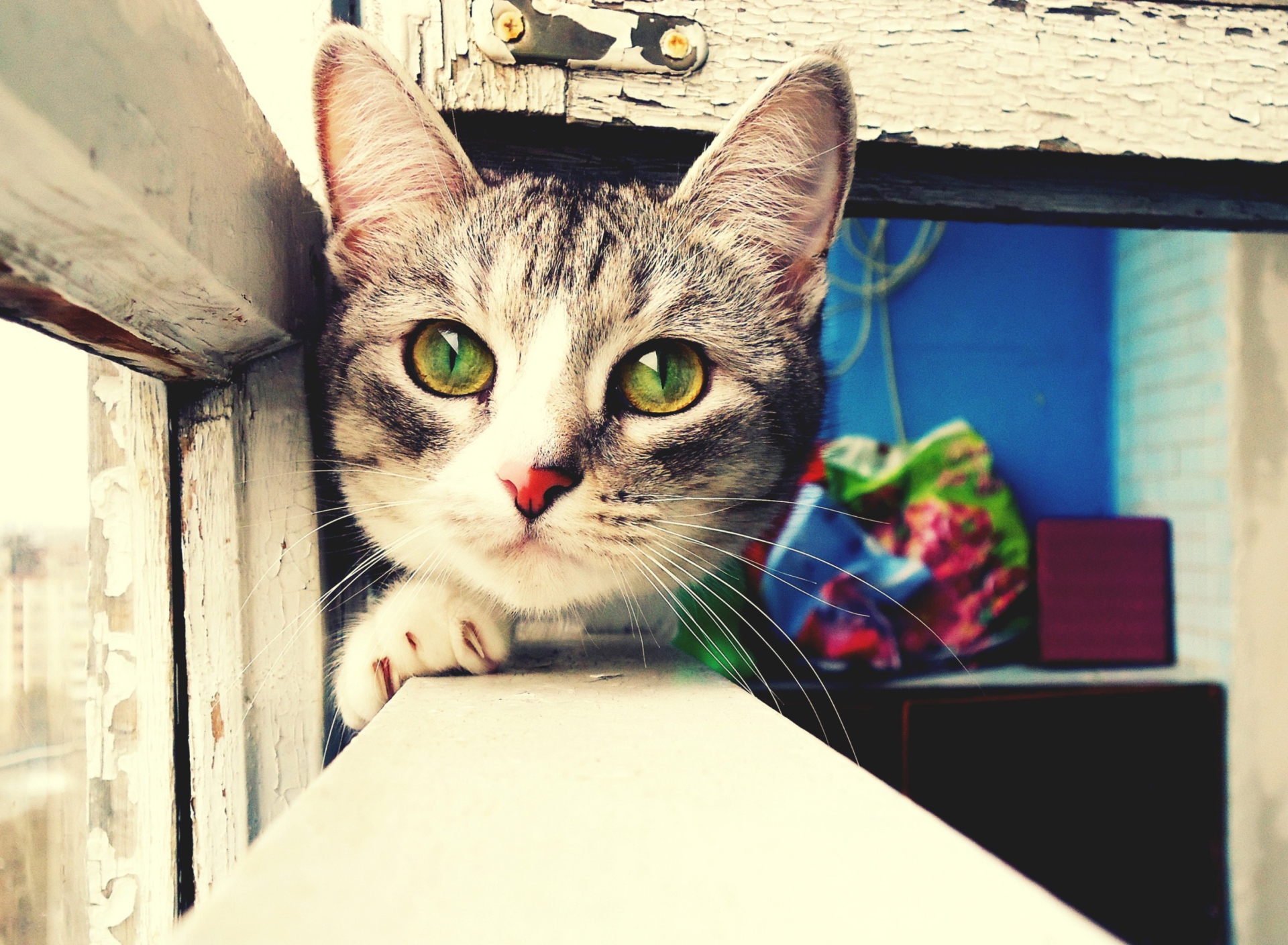 Fondo de pantalla Cute Gray Kitten With Green Eyes 1920x1408