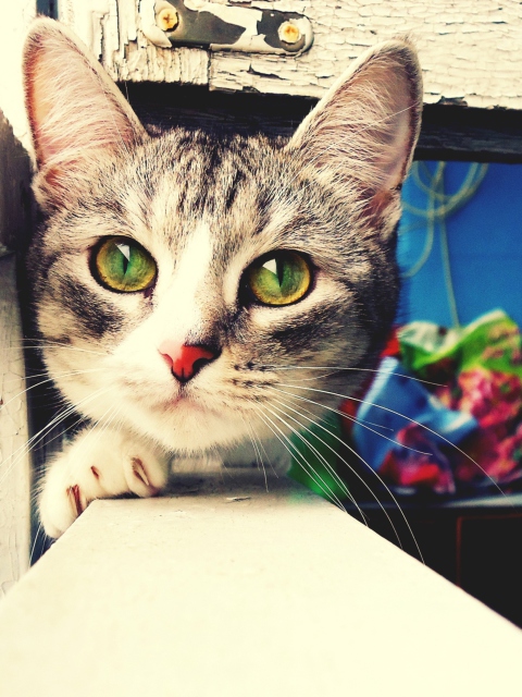 Cute Gray Kitten With Green Eyes wallpaper 480x640