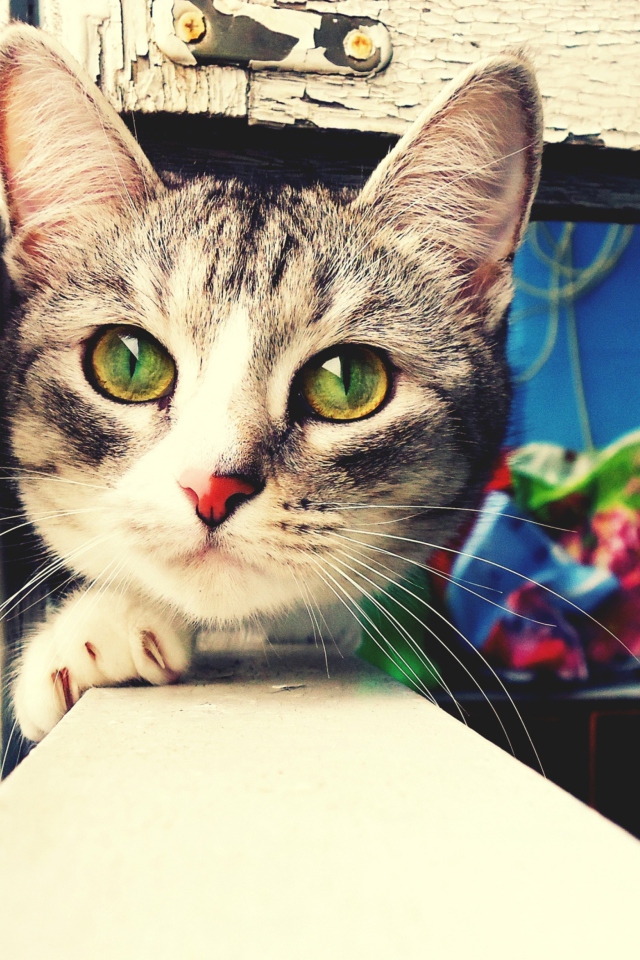Cute Gray Kitten With Green Eyes wallpaper 640x960