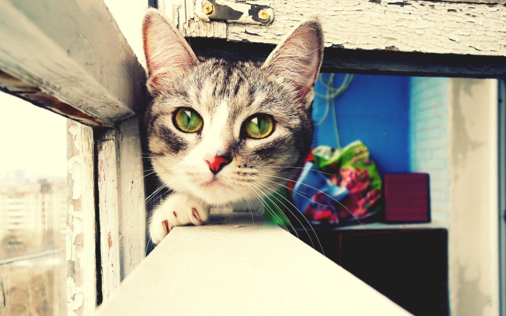 Sfondi Cute Gray Kitten With Green Eyes