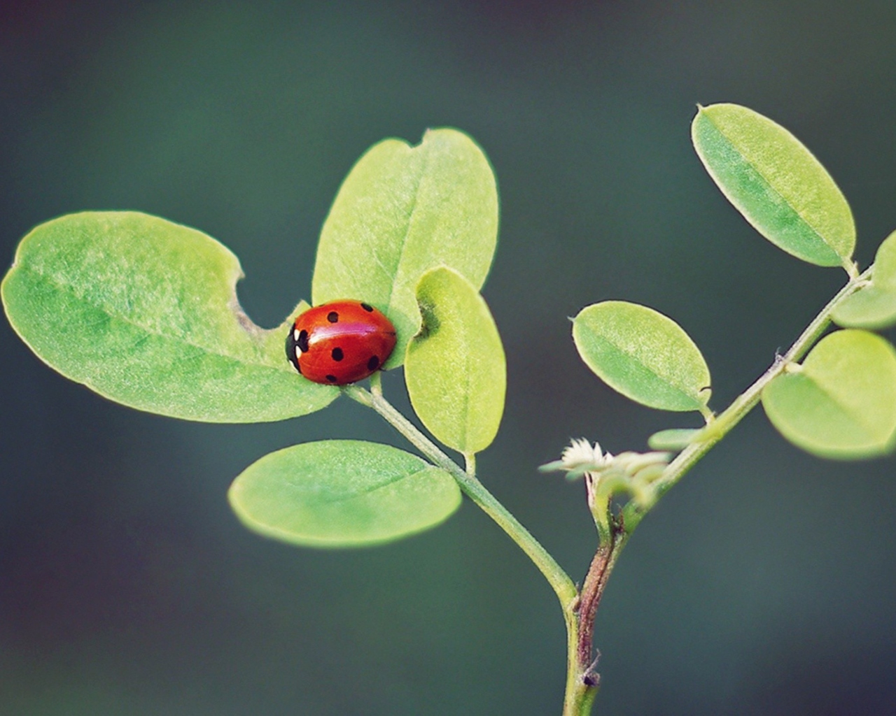 Das Ladybug Macro Wallpaper 1280x1024