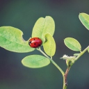 Обои Ladybug Macro 128x128