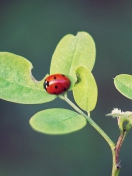 Screenshot №1 pro téma Ladybug Macro 132x176