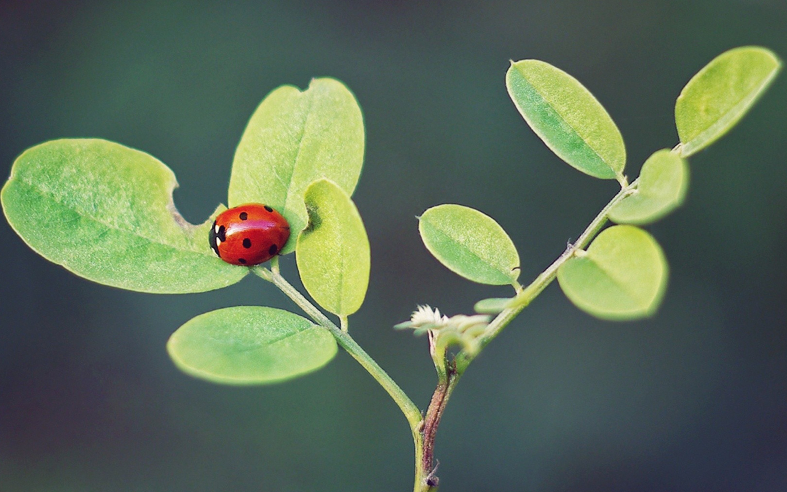 Ladybug Macro screenshot #1 2560x1600