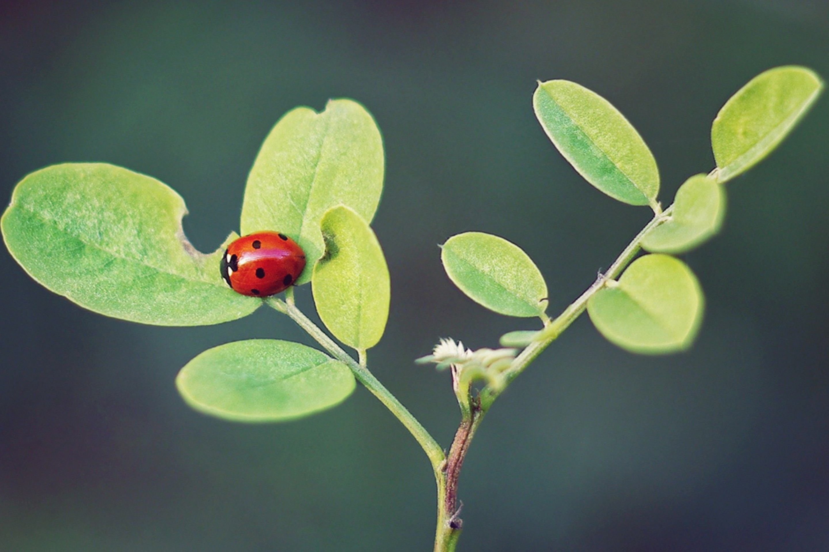 Ladybug Macro wallpaper 2880x1920