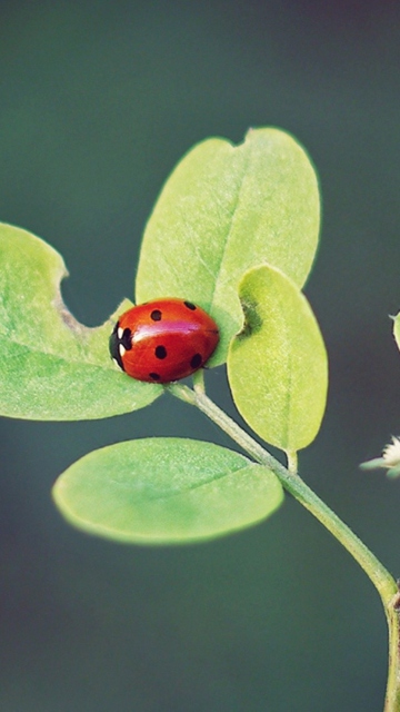 Sfondi Ladybug Macro 360x640
