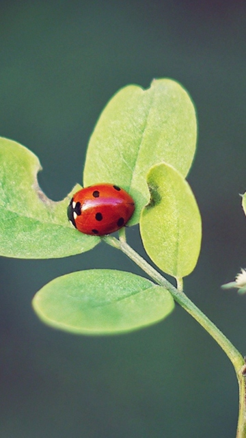 Fondo de pantalla Ladybug Macro 360x640