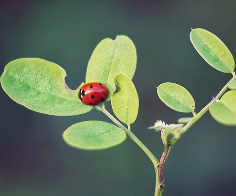 Sfondi Ladybug Macro 480x400