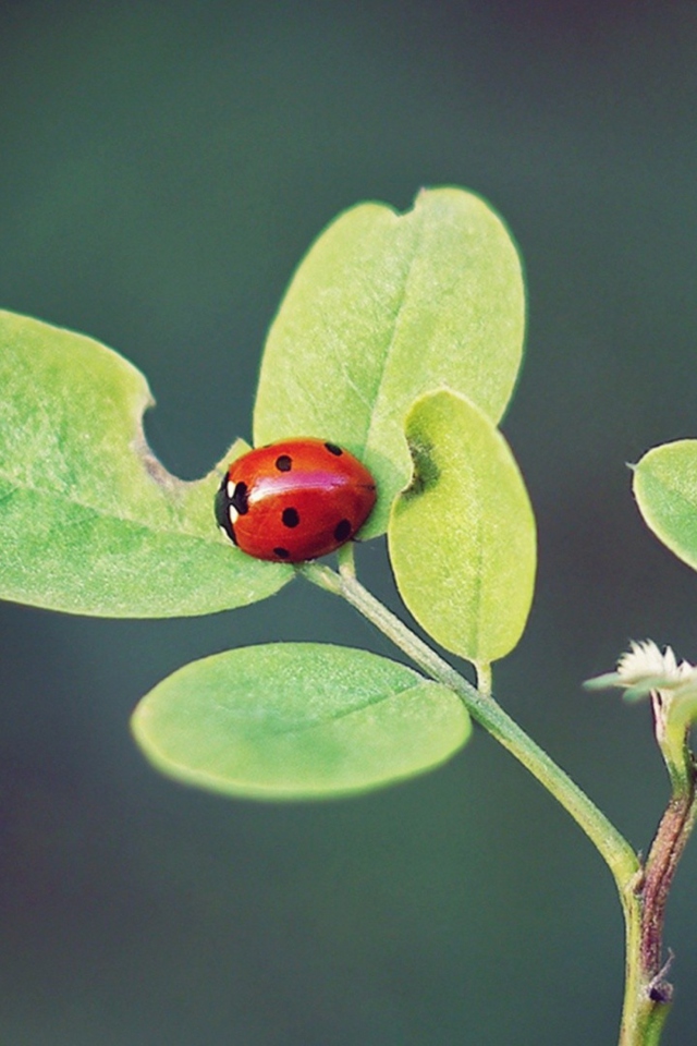 Screenshot №1 pro téma Ladybug Macro 640x960