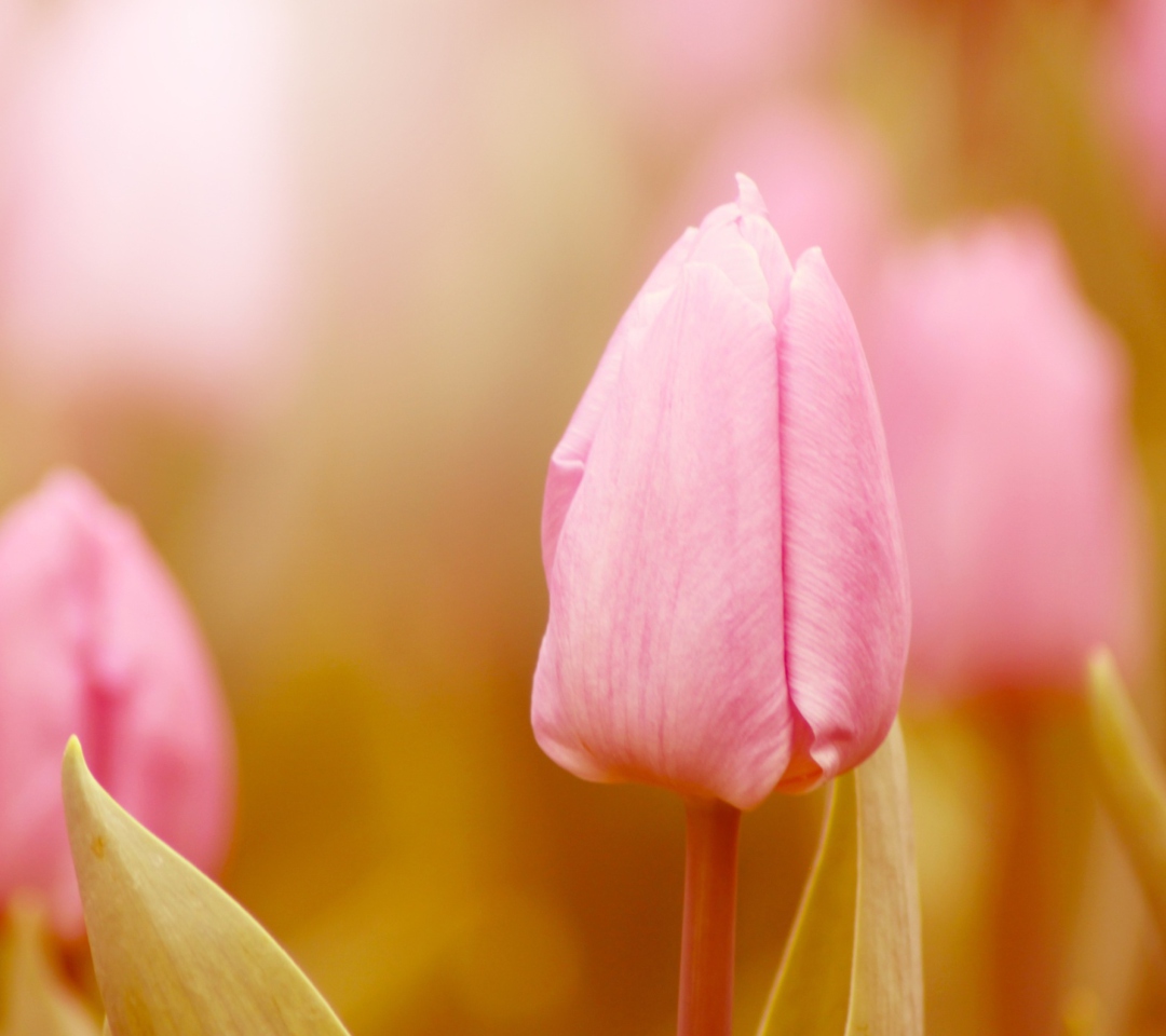 Das Pink Tulips Wallpaper 1080x960