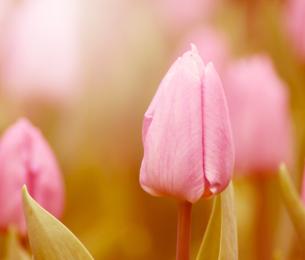 Обои Pink Tulips 1200x1024