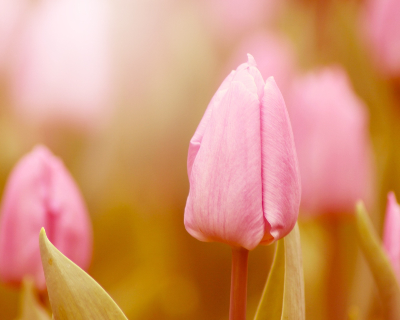 Sfondi Pink Tulips 1280x1024