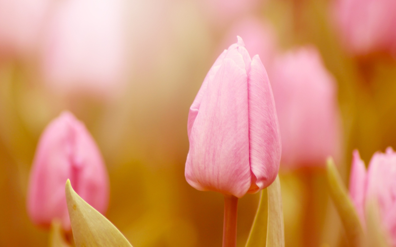 Das Pink Tulips Wallpaper 1280x800