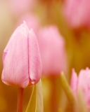 Sfondi Pink Tulips 128x160
