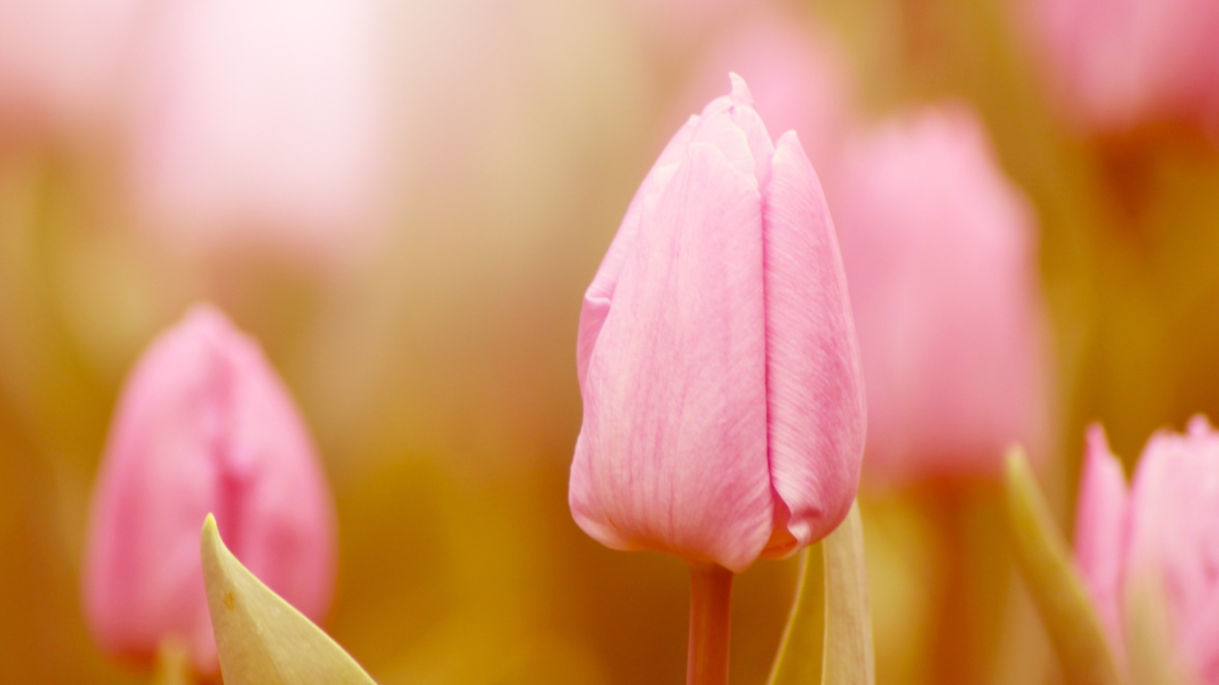 Screenshot №1 pro téma Pink Tulips 1366x768
