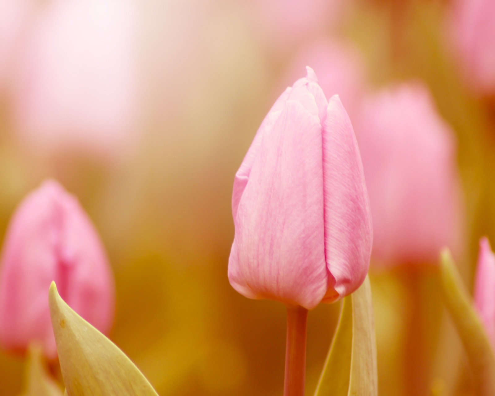 Обои Pink Tulips 1600x1280