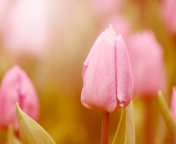 Обои Pink Tulips 176x144