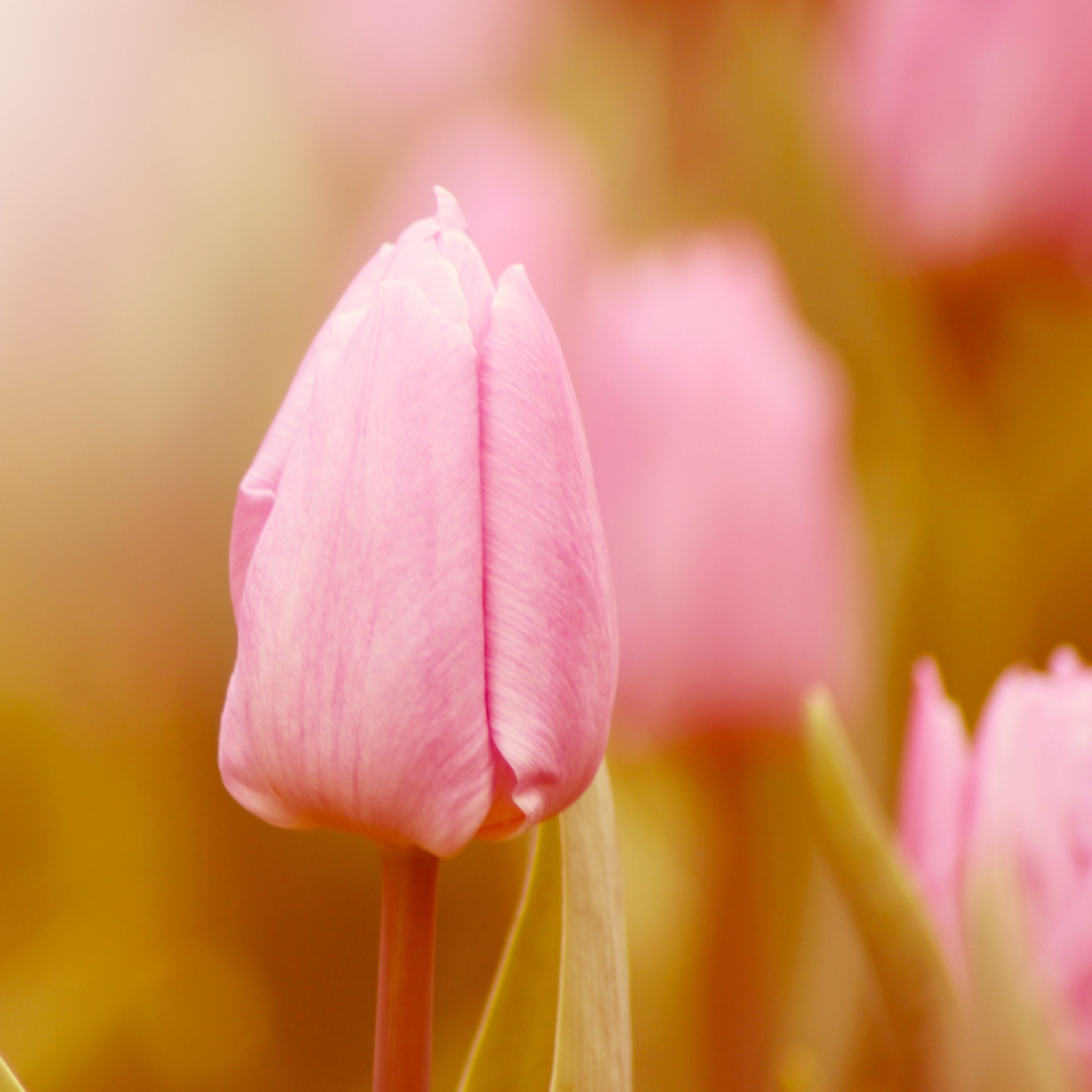 Das Pink Tulips Wallpaper 2048x2048