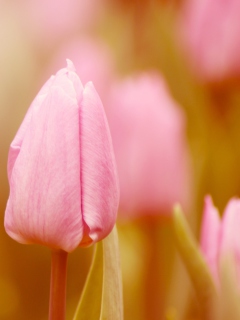 Pink Tulips wallpaper 240x320