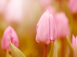Обои Pink Tulips 320x240