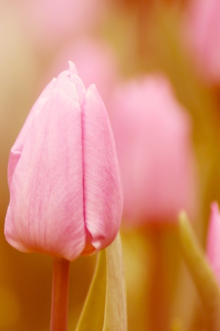 Pink Tulips wallpaper 320x480