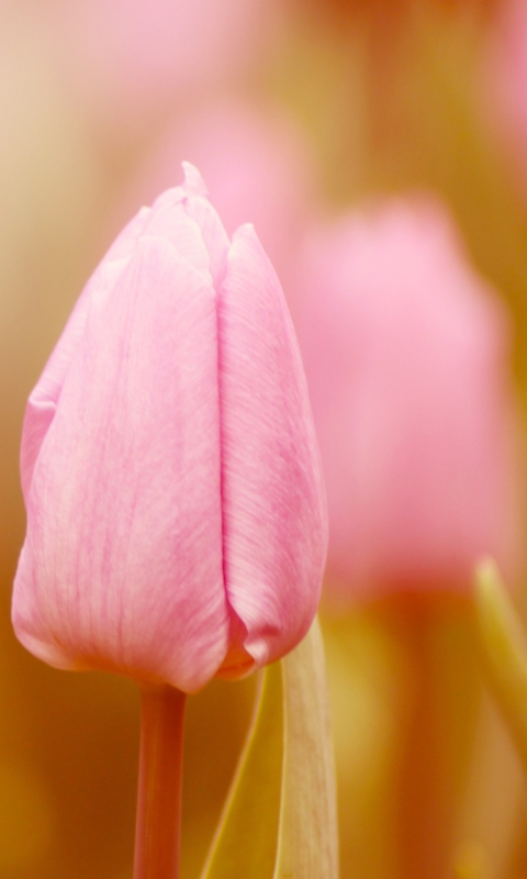 Обои Pink Tulips 480x800