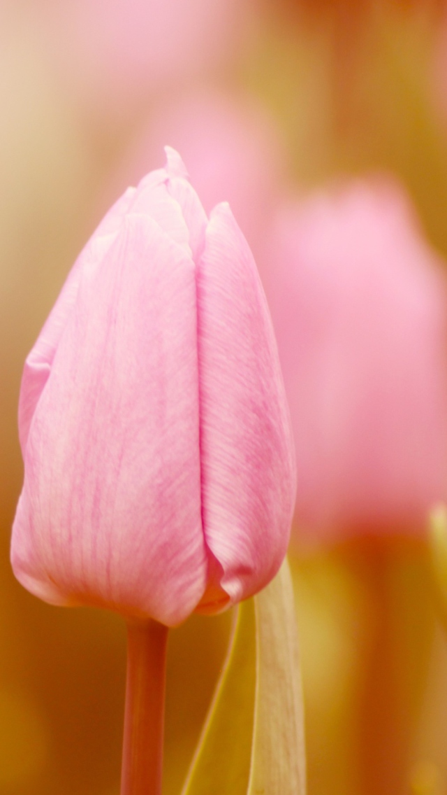 Pink Tulips wallpaper 640x1136