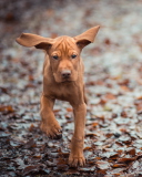 Das Running Dog Wallpaper 128x160