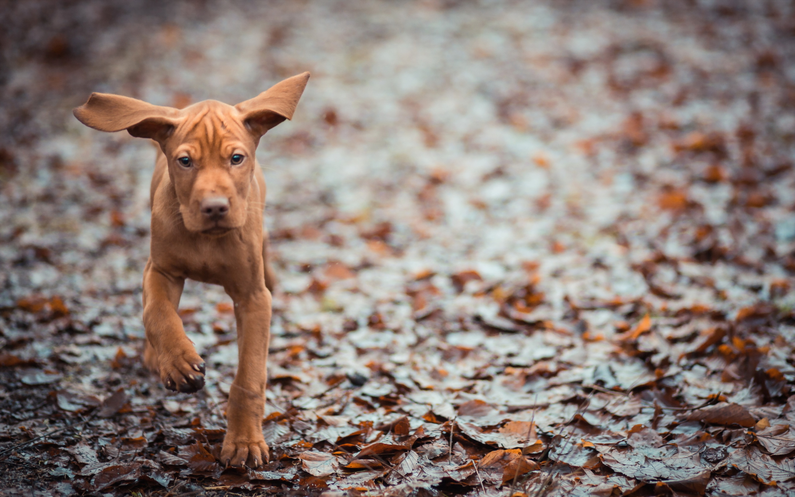 Running Dog wallpaper 2560x1600