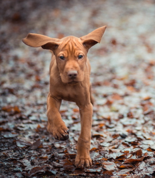Running Dog - Obrázkek zdarma pro iPhone 6 Plus
