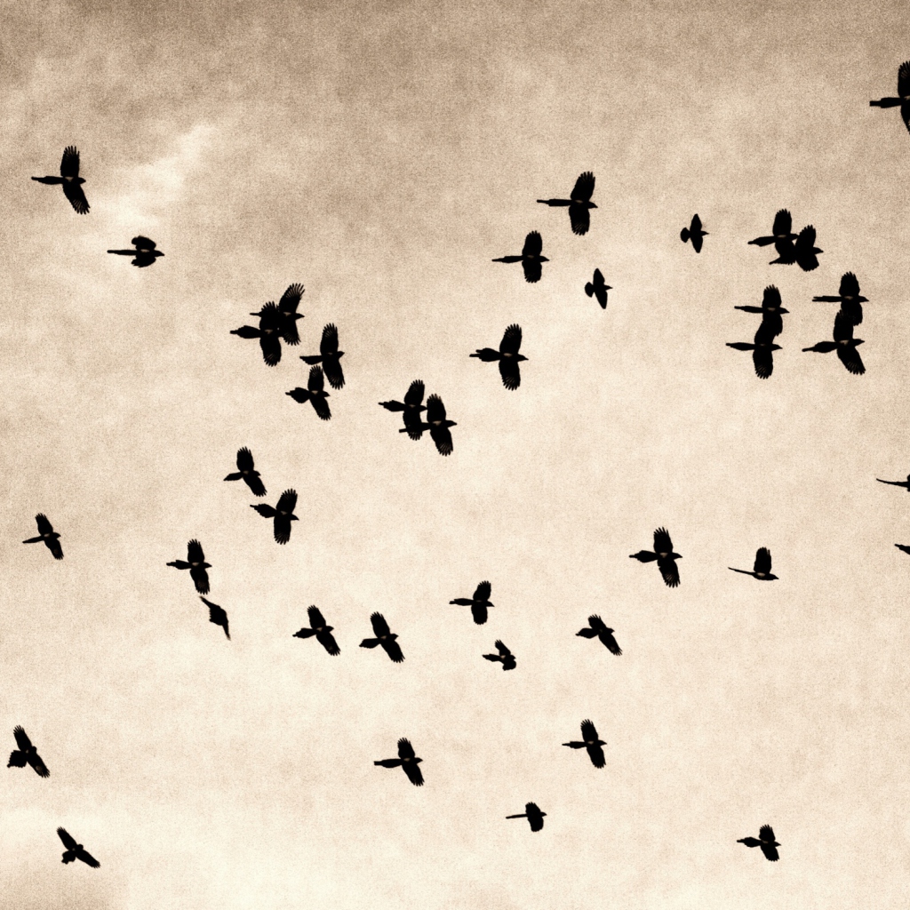 Birds In Sky wallpaper 1024x1024