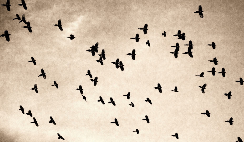 Birds In Sky screenshot #1 1024x600