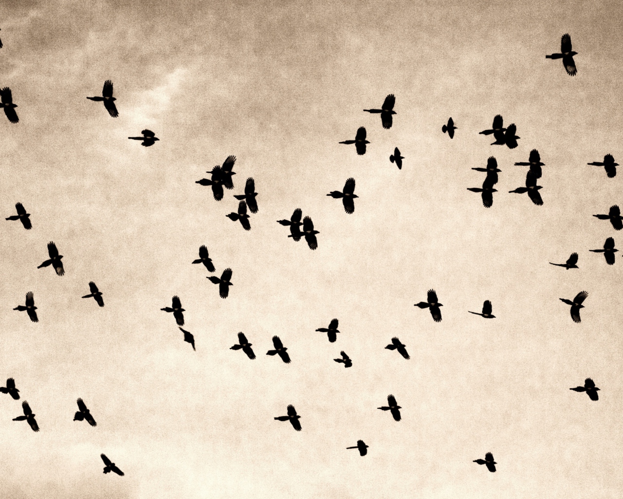 Sfondi Birds In Sky 1280x1024