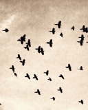 Fondo de pantalla Birds In Sky 128x160