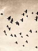 Das Birds In Sky Wallpaper 132x176
