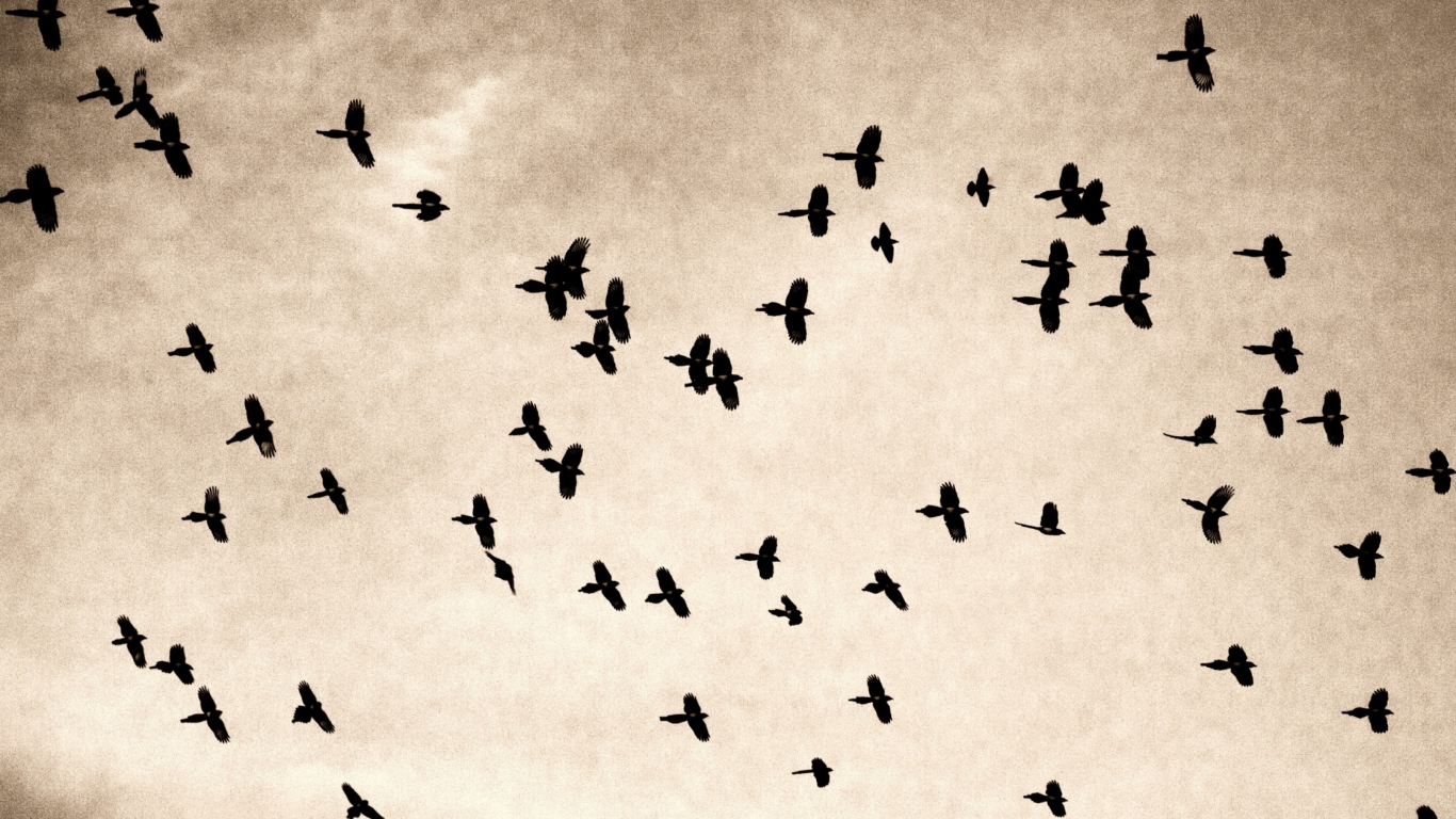 Das Birds In Sky Wallpaper 1366x768