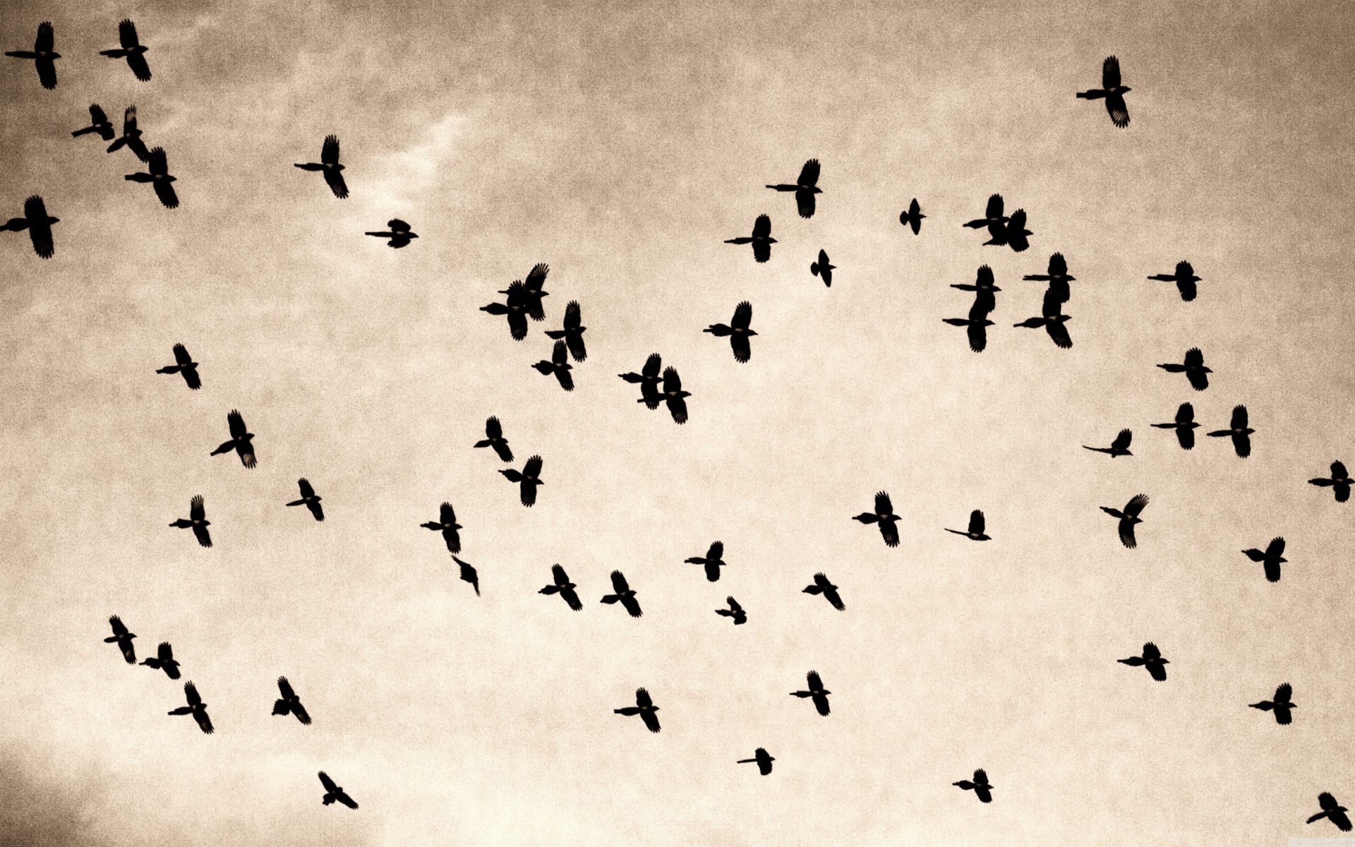 Screenshot №1 pro téma Birds In Sky 1920x1200