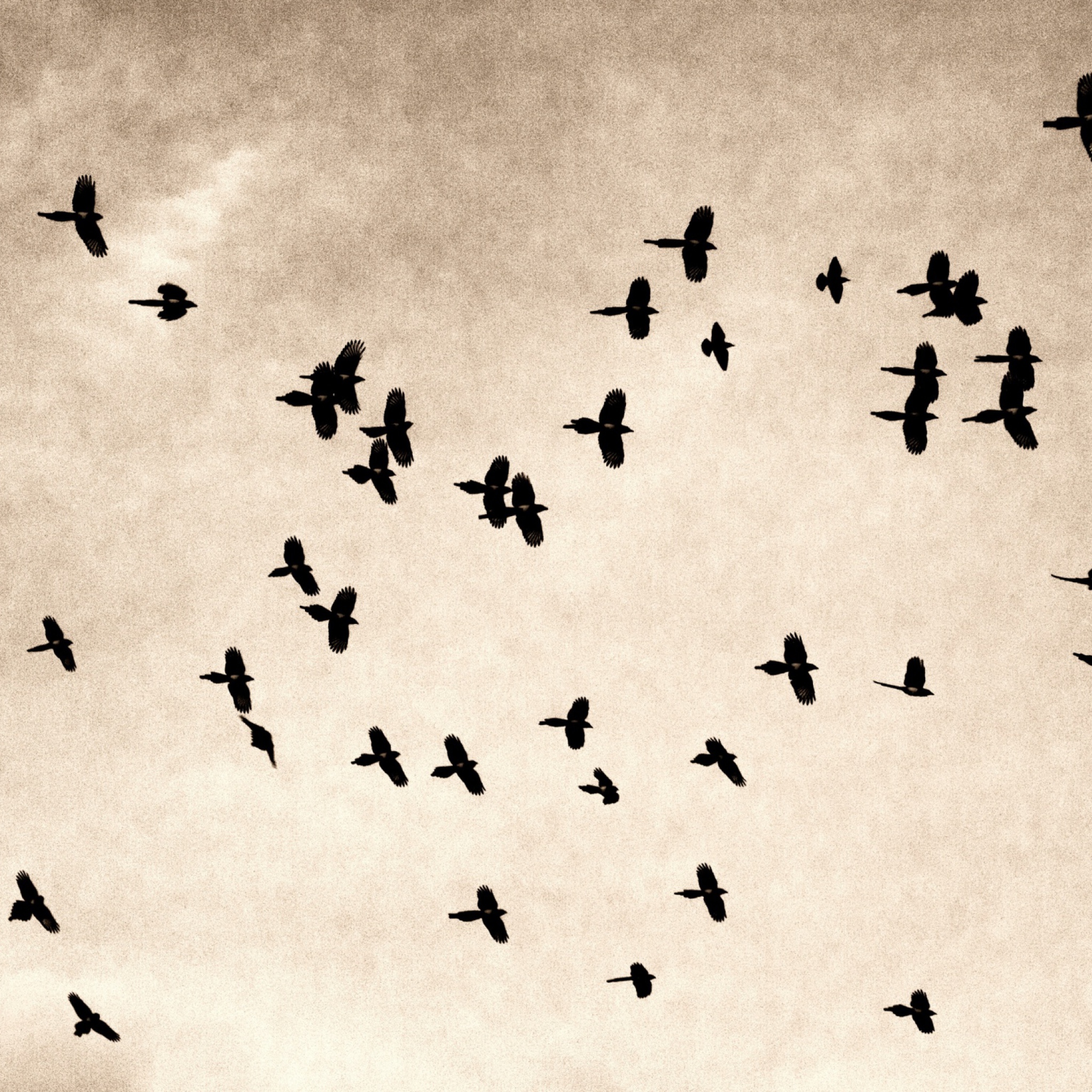 Sfondi Birds In Sky 2048x2048