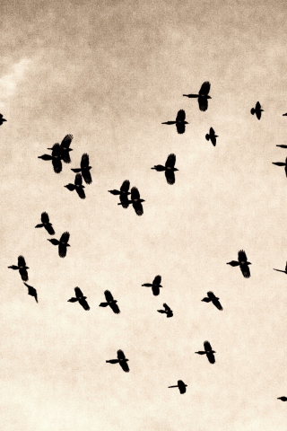Birds In Sky wallpaper 320x480