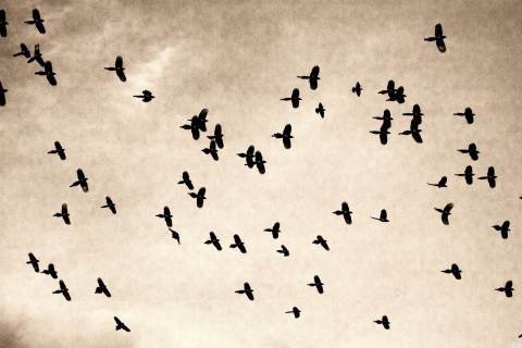 Birds In Sky wallpaper 480x320